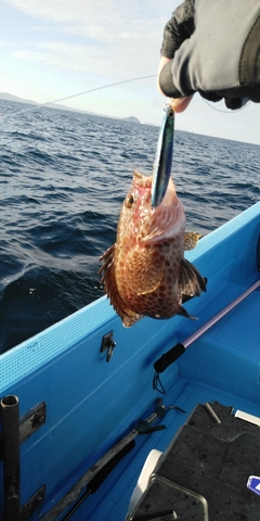 オオモンハタの釣果