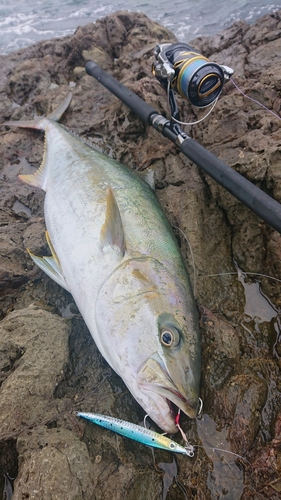 ヒラマサの釣果