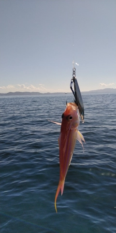 イトヨリダイの釣果