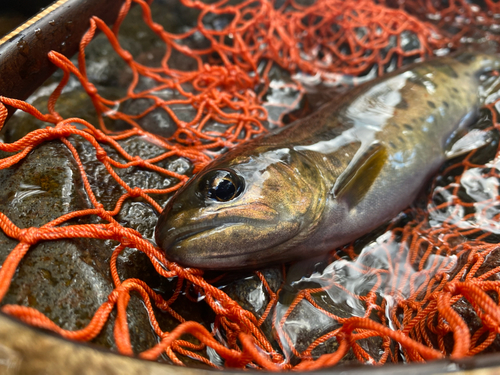 アマゴの釣果