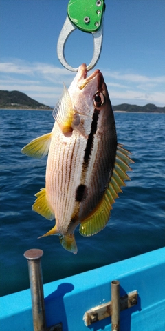 ヨコスジフエダイの釣果