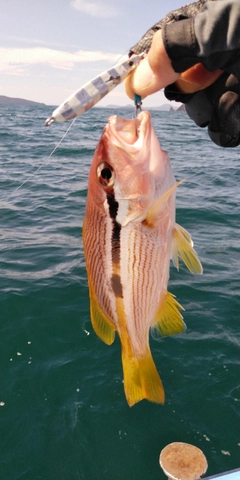 ヨコスジフエダイの釣果