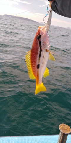 ヨコスジフエダイの釣果