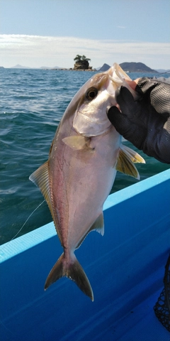 ネリゴの釣果