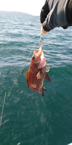 オオモンハタの釣果