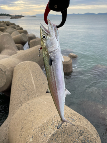 サゴシの釣果