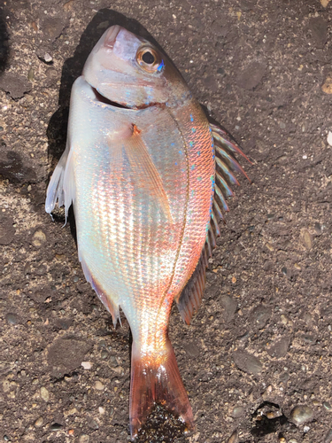 ハナダイの釣果