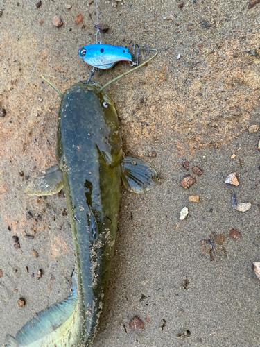 ナマズの釣果