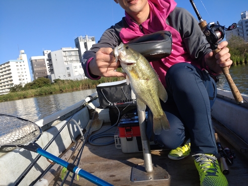 ブラックバスの釣果