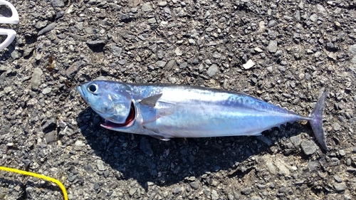 ソウダガツオの釣果