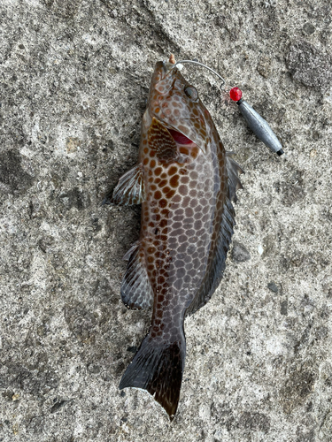 オオモンハタの釣果