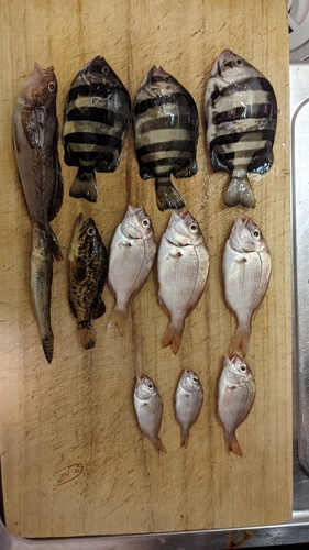 イシダイの釣果