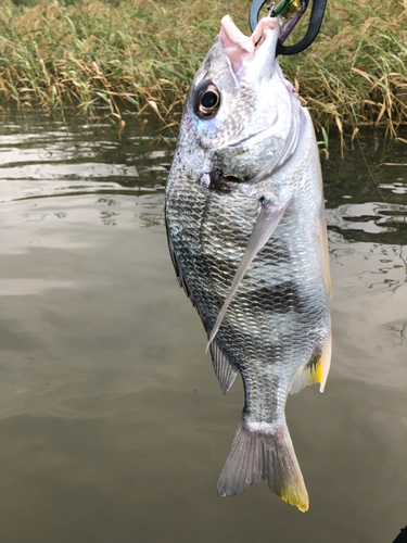 キビレの釣果