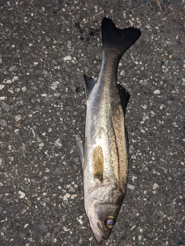 フッコ（マルスズキ）の釣果