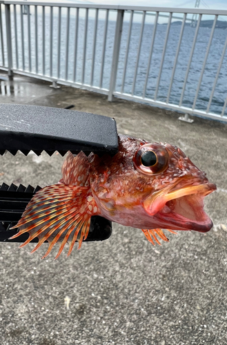 ガシラの釣果