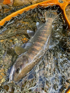 アマゴの釣果