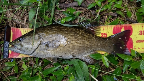 スモールマウスバスの釣果