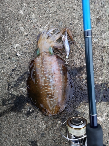 アオリイカの釣果