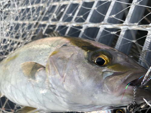 ネリゴの釣果