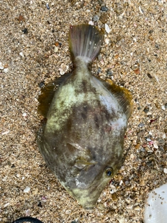 カワハギの釣果