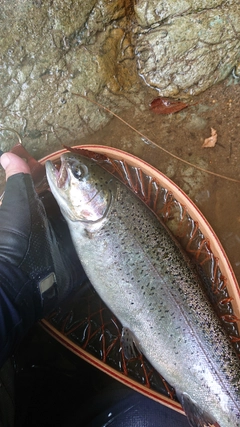 ニジマスの釣果