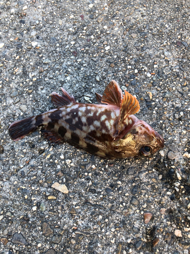 カサゴの釣果