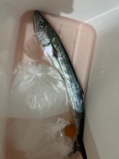 サゴシの釣果