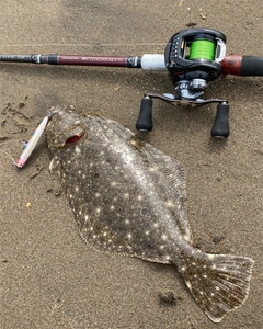 ヒラメの釣果