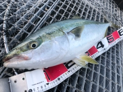 ハマチの釣果