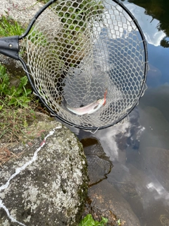 レインボートラウトの釣果