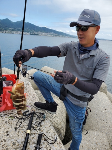 マハタの釣果