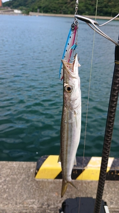 ヤマトカマスの釣果