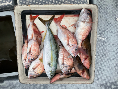 マダイの釣果