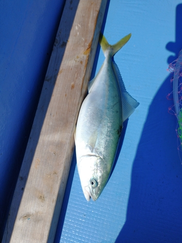 イナダの釣果