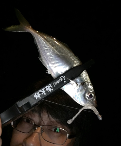 マアジの釣果