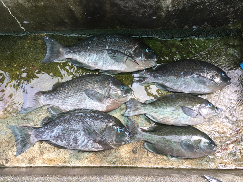 クチブトグレの釣果