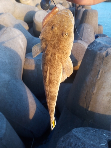 ミナミマゴチの釣果