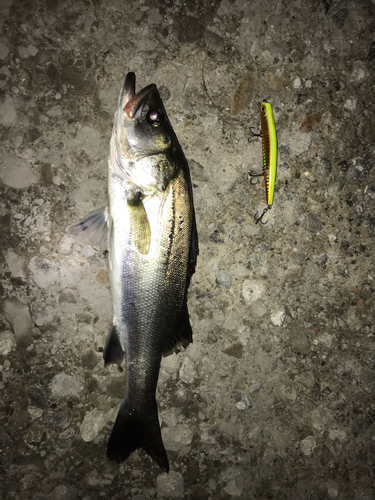 シーバスの釣果