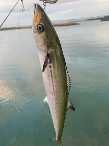 サゴシの釣果