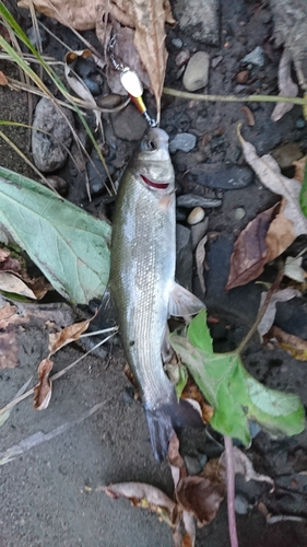 ウグイの釣果