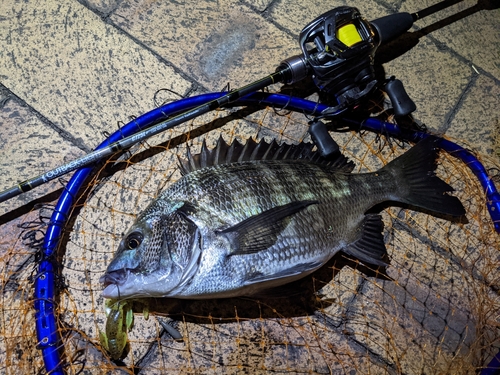 クロダイの釣果