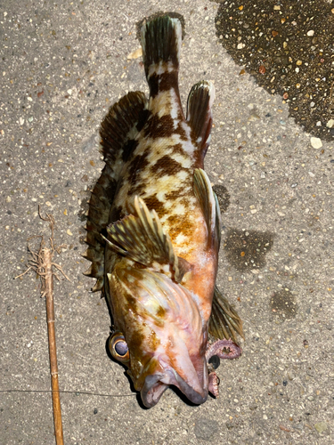 カサゴの釣果