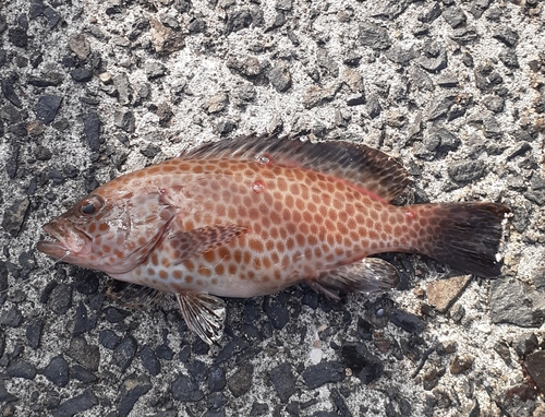 オオモンハタの釣果