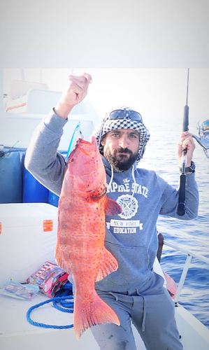 イソマグロの釣果