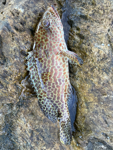 イシミーバイの釣果