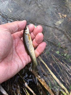 アブラハヤの釣果