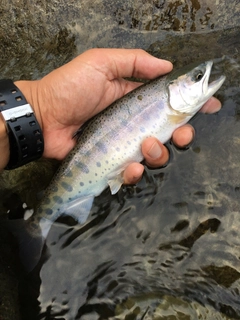 ヤマメの釣果