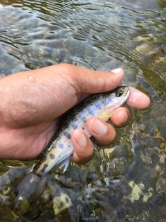 ヤマメの釣果