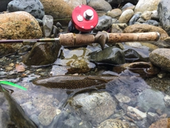 ニッコウイワナの釣果