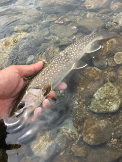 ニッコウイワナの釣果